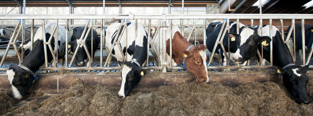 Cattle eating hay 