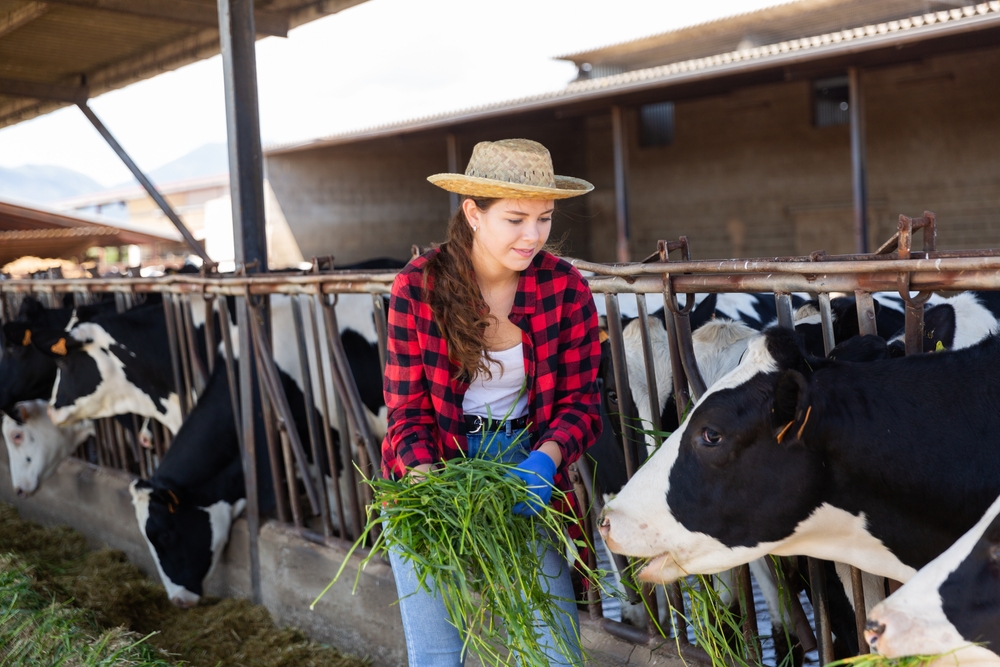 Young lady feeding a cow.